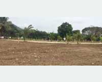 Land - land for sale in dambulla lenadora in Palapathwela